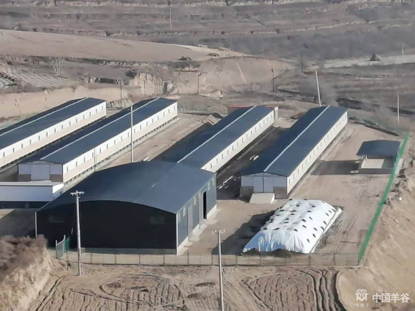 中国羊谷网