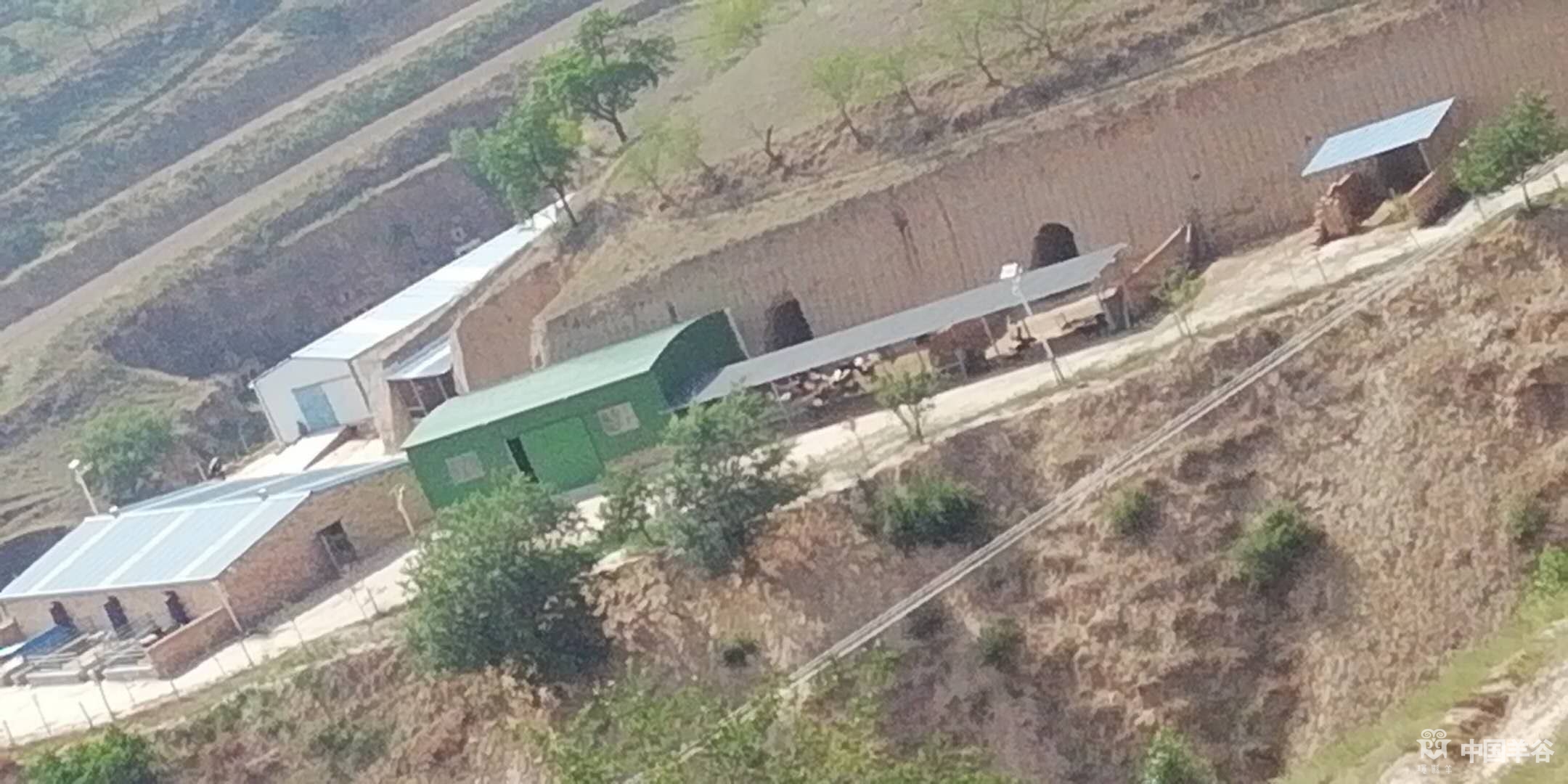 中国羊谷网